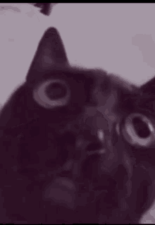 Stan Twitter Mad GIF - Stan Twitter Mad Cat GIFs