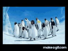 Happyfe Penguins GIF