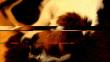 a close up of a dog 's face with a red and green stripe in the middle