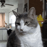 Zoom Cat GIF - Zoom Cat Chaos GIFs