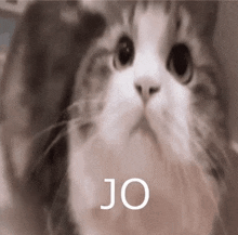 a close up of a cat 's face with the word jo written above it