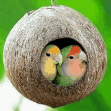 Good Morning Bird GIF - Good Morning Bird Nest GIFs