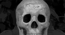 Skeleton Wow GIF - Skeleton Wow Omg GIFs