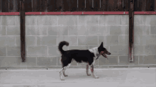 Flippin Out GIF - Dogs Tricks Jump GIFs