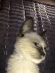 a close up of a cat 's head with a purple curtain in the background