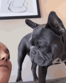 Bulldog Throw Up GIF - Bulldog Throw Up Dog Throw Up GIFs