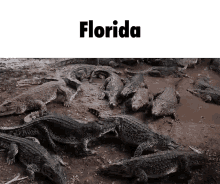 Florida GIF - Florida GIFs