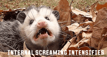 Possum Possum Screaming GIF - Possum Possum Screaming Internal Screaming GIFs