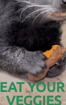 Binturong Bearcat GIF - Binturong Bearcat Eating GIFs