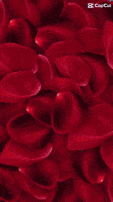 a close up of a red flower with a capcut logo