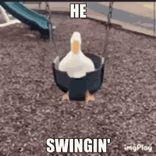 Duck Swing GIF - Duck Swing Enjoying GIFs
