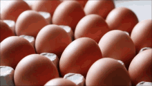 egg nurdieeier eggs tray of eggs