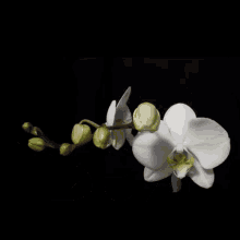 lexi alexis orchid white orchid