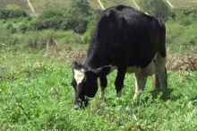 Cow Kenya GIF - Cow Kenya Traveling GIFs