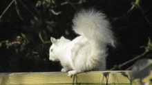 Albino Squirrel GIF - Albino Squirrel Squirrel Albino GIFs