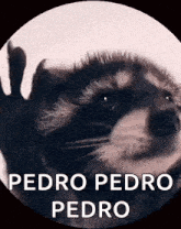 a raccoon is looking at the camera with the words `` pedro pedro pedro '' written on the bottom .