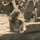 Nicesnupi Monkey GIF - Nicesnupi Monkey Banana GIFs