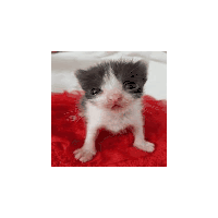 Cat Cube Kitten Sticker - Cat cube Kitten Silly cat - Discover