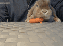 Bunny Carrot GIF - Bunny Carrot GIFs