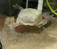a white frog is swimming in a tank of water .