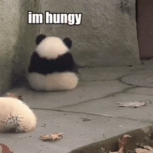 a baby panda bear is sitting on the ground with its back to the camera .