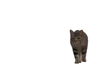 a close up of a cat 's face on a white background with a few spots