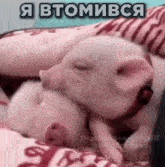 two pigs are sleeping next to each other on a bed with a person .