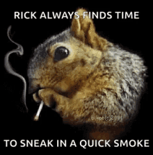 Cigarette Squirrel GIF - Cigarette Squirrel Smoking GIFs