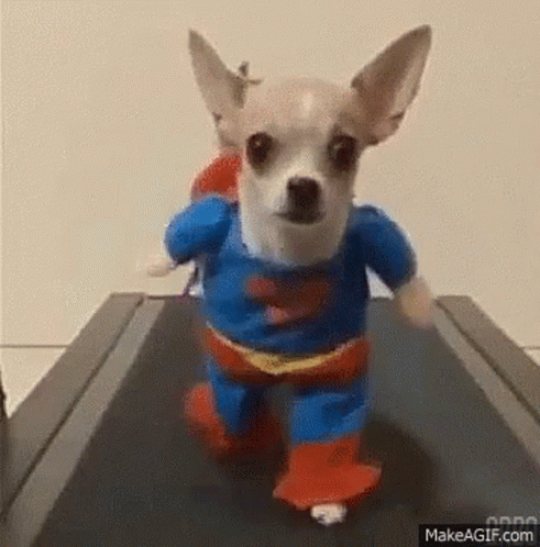 Superdog Super Cute Dog GIF - Superdog Super Cute Dog Dog ...