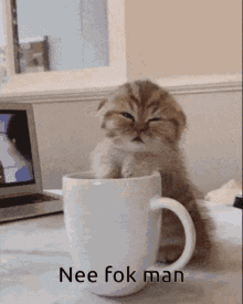 Nee Fok Man Coffee Cat GIF - Nee Fok Man Coffee Cat Kitten Morning GIFs