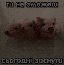 three pigs are standing next to each other with the words " tu he 3moxeu " written above them
