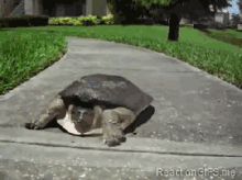turtle running nope escape bye