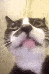 a close up of a cat with its tongue out .