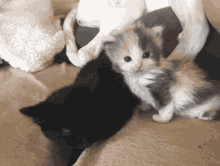 Cat Staring At Each Other GIF