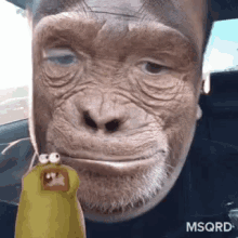 Excited Monkey GIF - Excited Monkey Funny GIFs