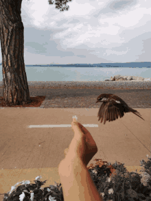 Bird Flying GIF