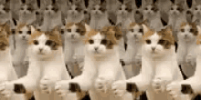 Cat Applause GIF - Cat Applause Crowd GIFs