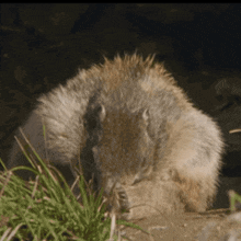 Marmot Cute GIF - Marmot Cute GIFs