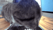 a close up of a cat eating from a bowl with the date 2025-06-09