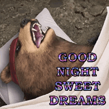 Good Night Kuma GIF - Good Night Kuma Tekken GIFs