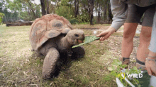 Eating National Geographic GIF - Eating National Geographic The Largest Turtle Species GIFs