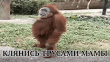 a picture of an orangutan with a caption in a foreign language that says ' клянись трусами мамы '