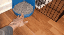 Can Ferrets Use Pine Litter GIF - Can Ferrets Use Pine Litter GIFs