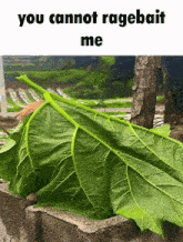 a large green leaf with the words you cannot ragebait me on the bottom