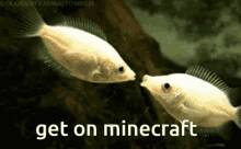 Get On Minecraft Hop On Minecraft GIF - Get On Minecraft Hop On Minecraft Poopshitters GIFs