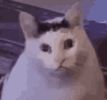 Bruh_cat_meme_text2345 Bruh Cat GIF - Bruh_cat_meme_text2345 Bruh Cat Bruh GIFs