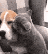 a dog and a cat are sitting next to each other on a chair .