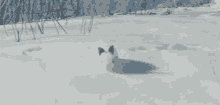 Hop GIF - Bunny Rabbit Snow GIFs