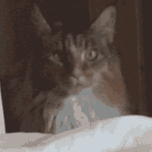 a close up of a cat 's face looking out of a window