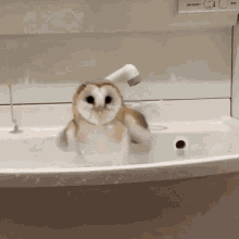 Owl Bath GIF - Owl Bath Look GIFs